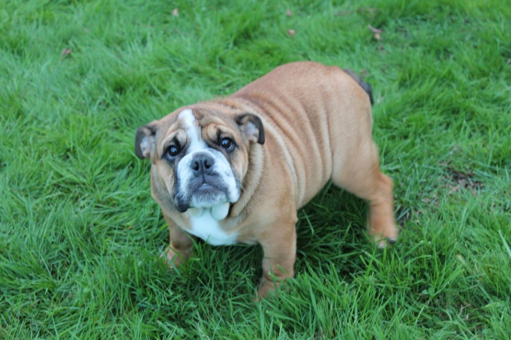 Chiot Bulldog Anglais Diams Black