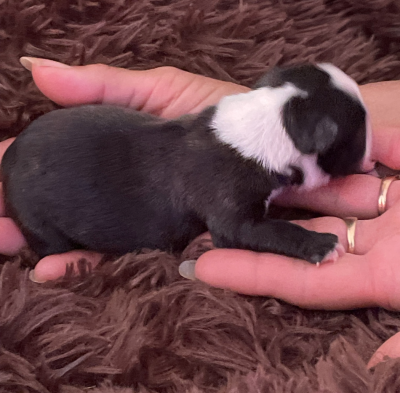 CHIOT 1