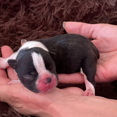CHIOT 2