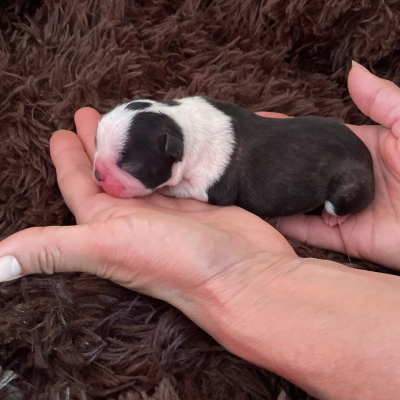 CHIOT 3