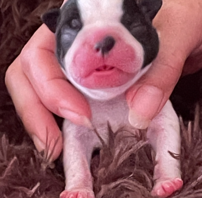 CHIOT 4