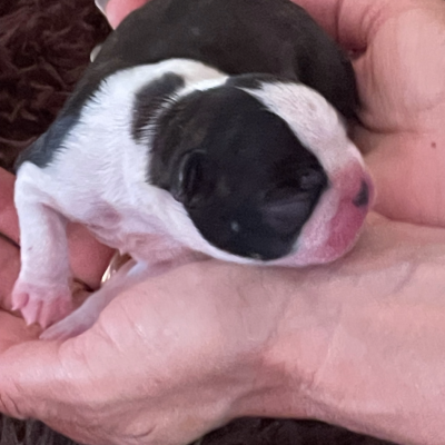CHIOT 5