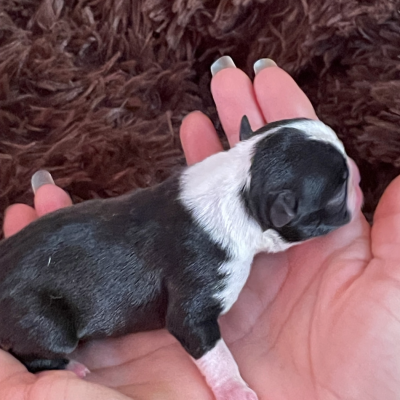 CHIOT 6