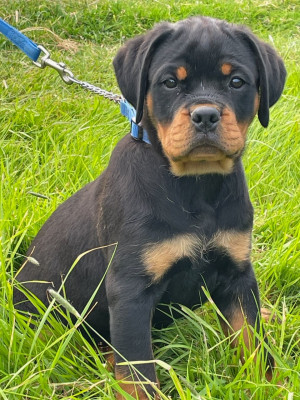 Chiot N°4