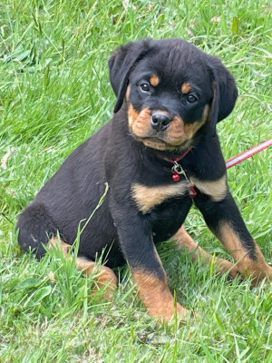 Chiot N°5