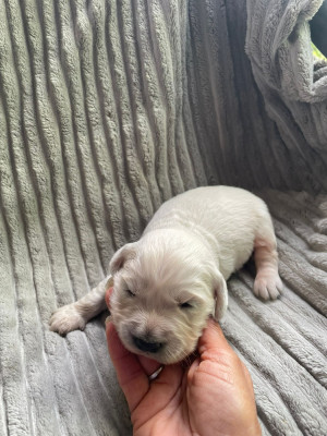 Chiot N°5