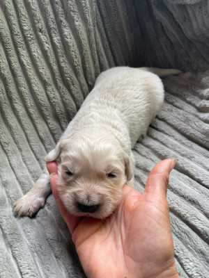 Chiot N°6
