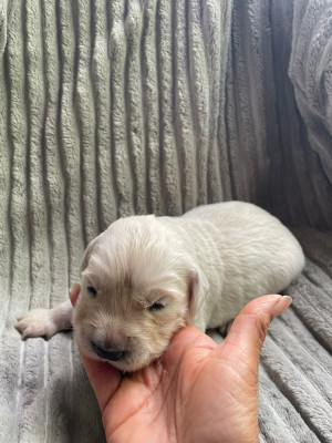 Chiot N°7