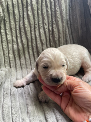 Chiot N°8