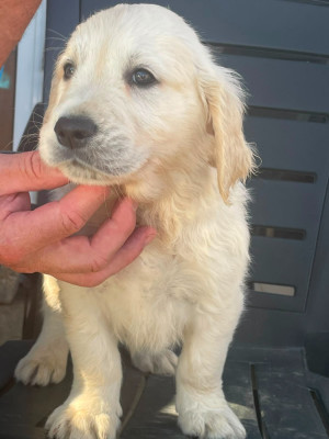 Chiot N°6