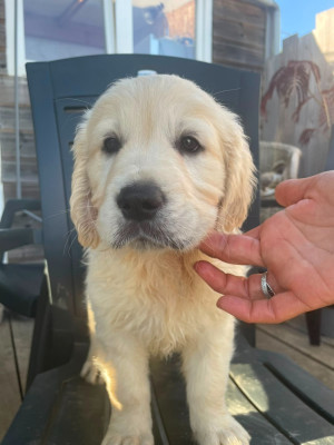 Chiot N°7