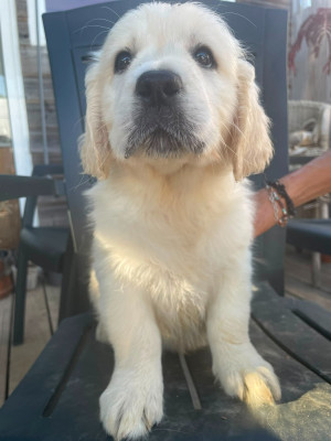 Chiot N°1