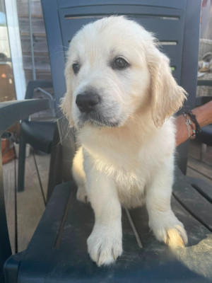 Chiot N°4