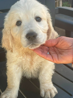 Chiot N°5